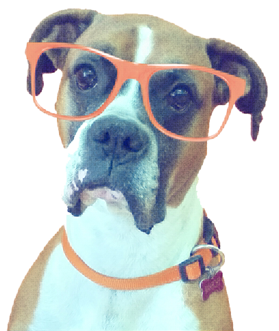 Valley Support shop dog wearing orange glasses